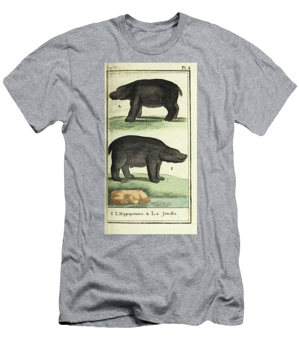 Buffons Antique Illustration Showing Hippopotamus Male and Fema Ar4 Historic Illustrations T-Shirt